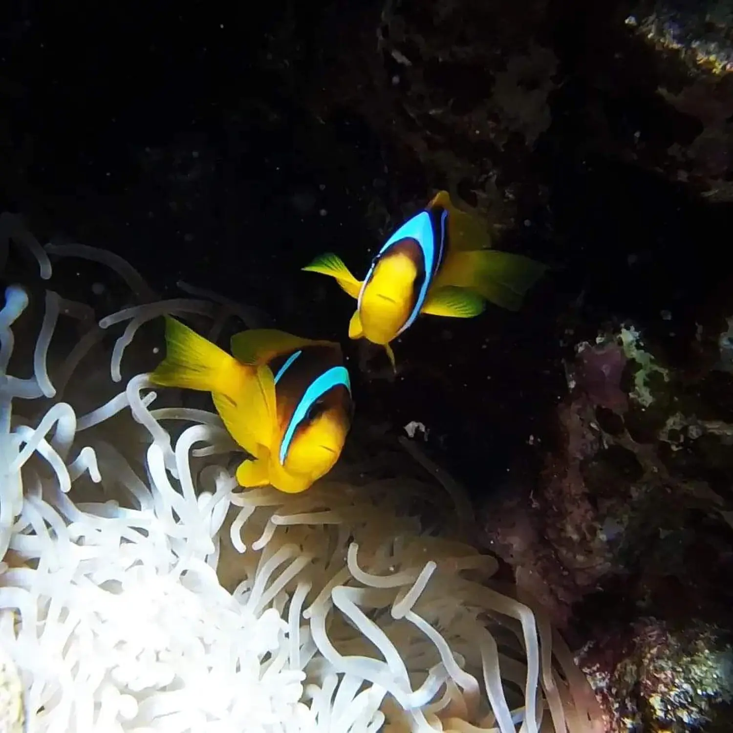 luxusTrip Hurghada Fisch