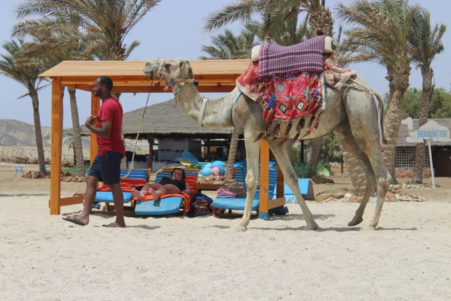 Kamel am Strand